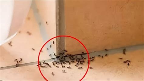 高盛集团分析师 家里很多蚂蚁